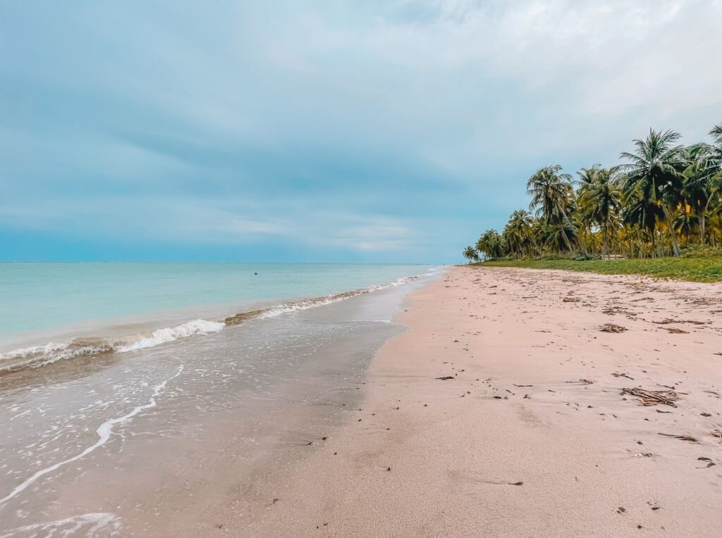 Extensão de areia da Praia do Patacho, com um mar de água cristalinas e muitos coqueiros e vegetação nativa na orla.
